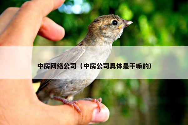 中房网络公司（中房公司具体是干嘛的）