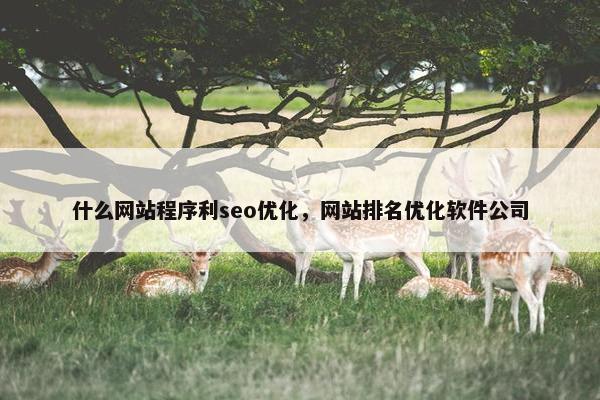 什么网站程序利seo优化，网站排名优化软件公司