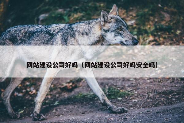 网站建设公司好吗（网站建设公司好吗安全吗）